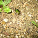 四里四方(出雲弁の思い出　　その②)