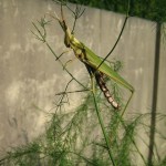 四里四方（ワタシに考えさせる出雲弁）