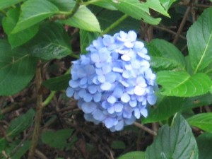 8月20日枕木山のアジサイ